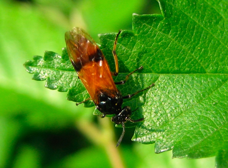 Imenotteri arancioni